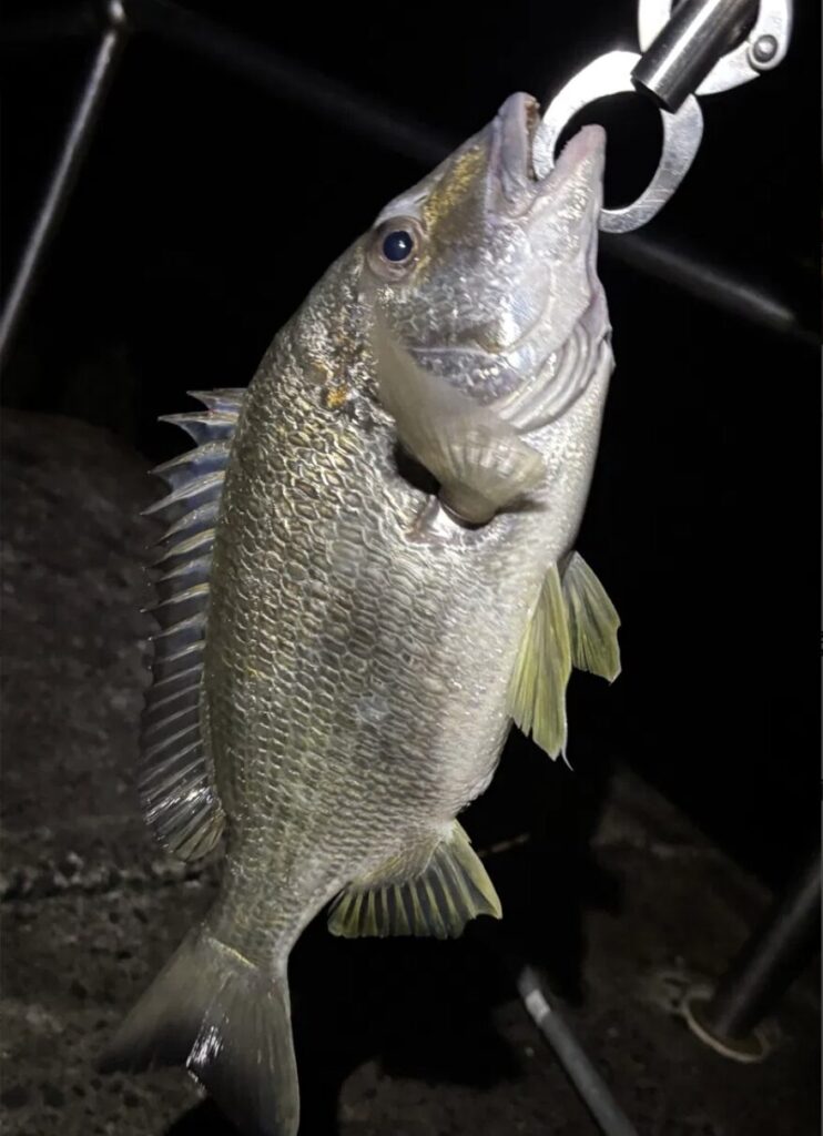 ゴールドコーストで釣った魚